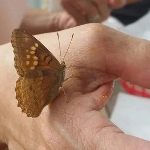 Forgot to take pic of food but it was great. Lots of butterflies around, this one visited with me for a long time.