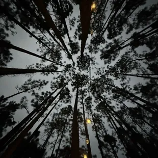 Swaying pines above us.