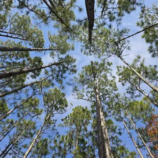 View from the hammocks