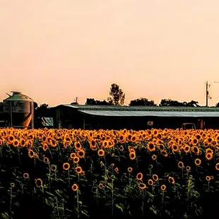 a field of sunflowers with a barn in the background