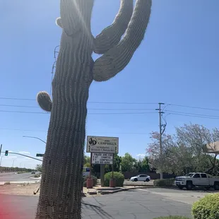 Front lot saguaro &amp; restaurant street sign