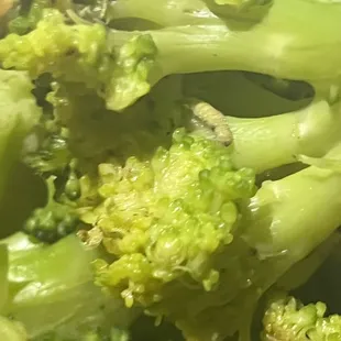 Maggot in my food on my broccoli ...