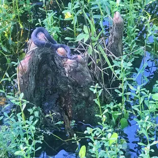 More Snakes