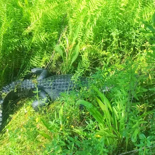 Gator in Hiding