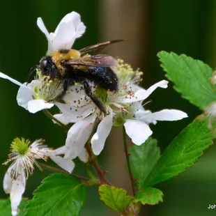 Pollinating