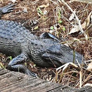Mama gator