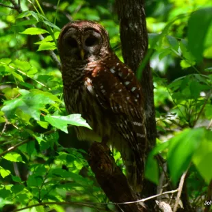 Rando Owl