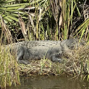 Absolute unit