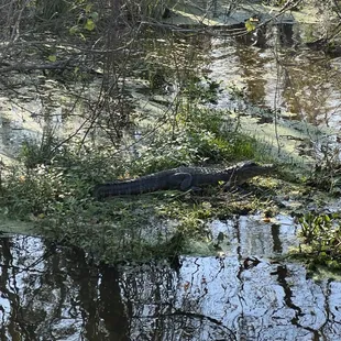 Alligator