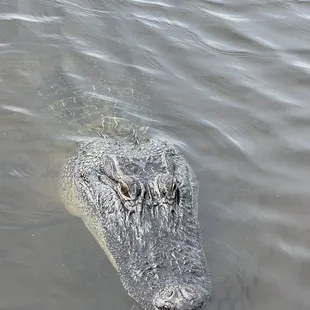 I think it&apos;s looking at me
