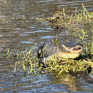 Gator!