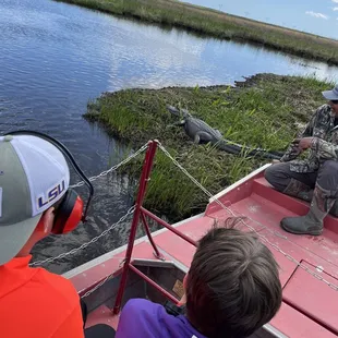 Mama alligator