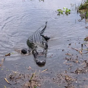 Alligator