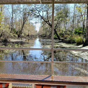 View from the swamp boat