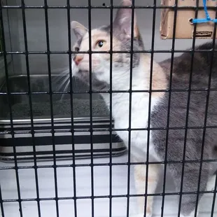 This cat needs a furrever home