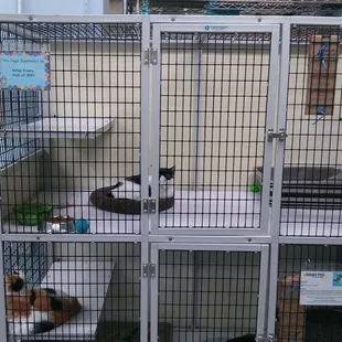 They have about a dozen cats needing homes
