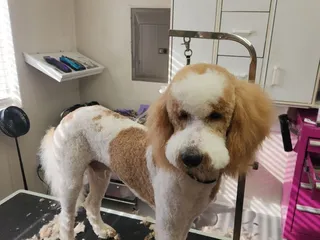 Grooming & Boarding Cottage