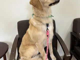 Poochie Bella's Pet Grooming