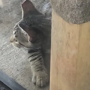 Severe trim of kitten's ear!