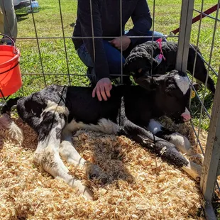 Calf for petting