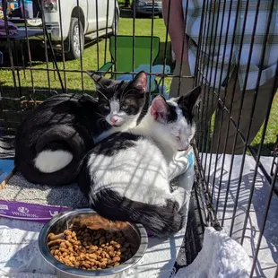 Kittens for adoption