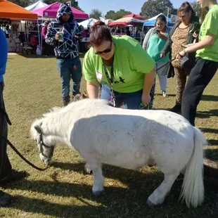 Mini horse.