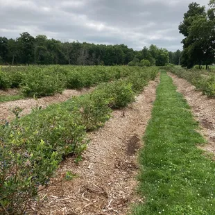 Blueberry pickin and grinnin or is it grinnin and pickin