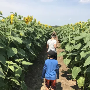 two people walking through a field of sunflowers