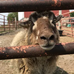 a sheep looking through a fence