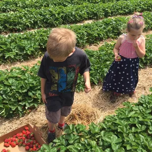 Picking strawberries.  Trying not to eat them.