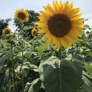 a field of sunflowers
