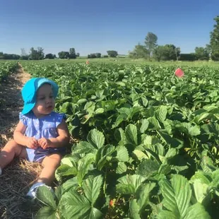 Found the perfect strawberry in a field of fruit