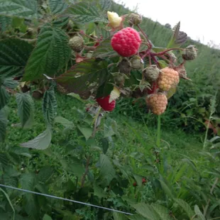 Raspberry picking