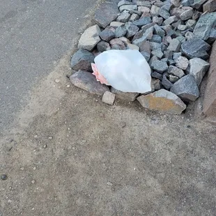 Bag of trash outside our cabin when we arrived.