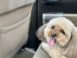 Patty Terris Grooming