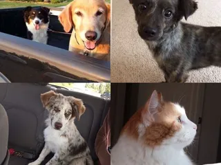 The Pampered Pet Spa