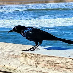 Beautiful bird
