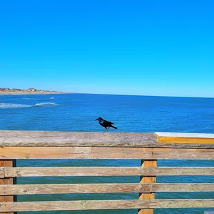 Lots of cool birds
