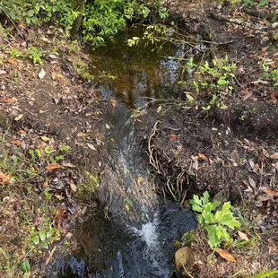Creek Crick Brook Stream