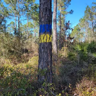 Follow the blue or yellow