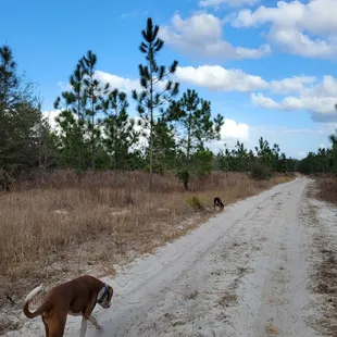 Here are the pups enjoying the beautiful day!
