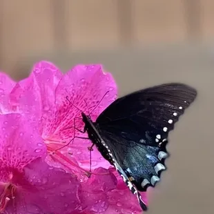 Azalea with butterfly