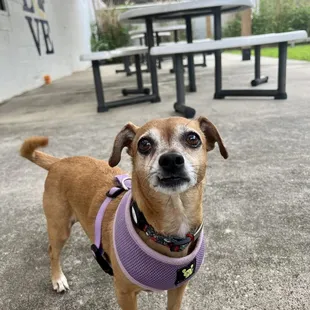 a dog wearing a harness