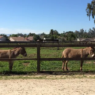 The ranch.