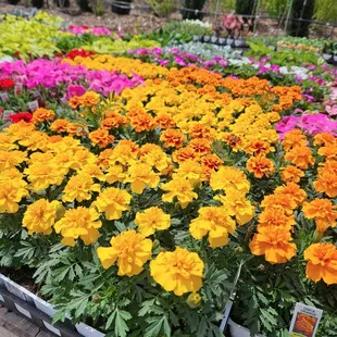 Annuals from Jensen Garden's nursery