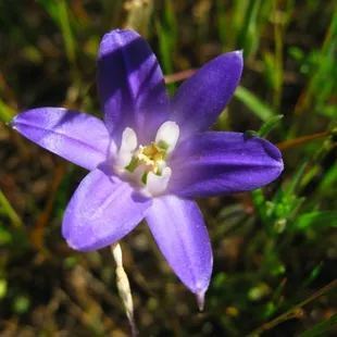 Jepson Prarie Preserve 4.19.09