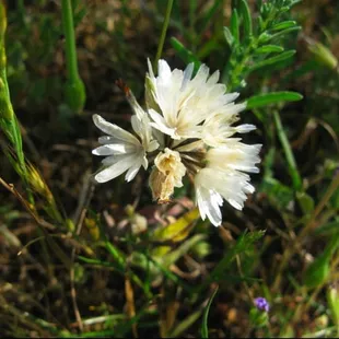 Jepson Prairie Preserve 4.19.09