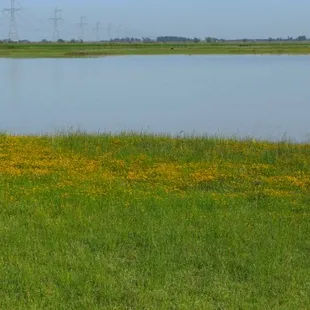 Jepson Prairie Preserive 4.19.09