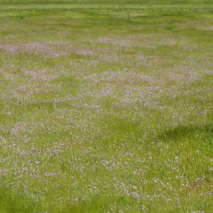 The contrasts in grasses and flowers emerging