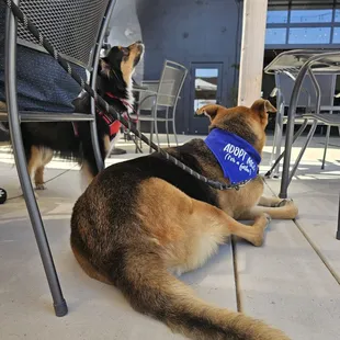 Dogs enjoying the outside seating.